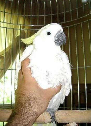 Scarrit - My bird (and my hand)