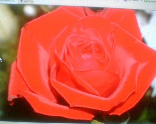 rose - red rose