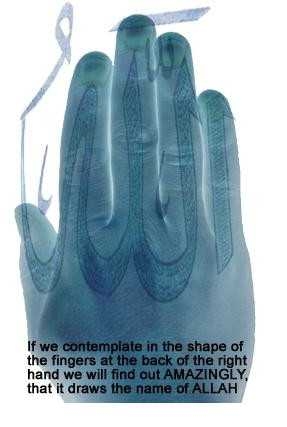 right hand - if we contemplate in the shape of the fingers at the back of the right hand.we will find out amazingly that it drawns the name of allah.believe it or not,still its true.
