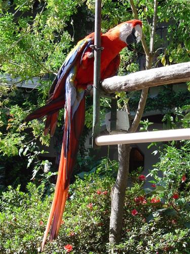 parrot - Parrot - Chichicastenango