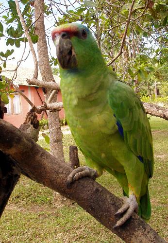parrot - Parrot in a tree