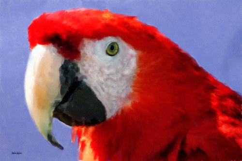 parrot - A painted parrot