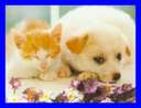 puppy and kitty................................... - puppy and kitty............................