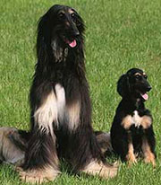 cloned dog  - dog