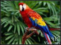parrot - Beautiful parrot