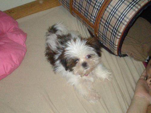 Jewels as a Puppy - This was Jewels as a Puppy