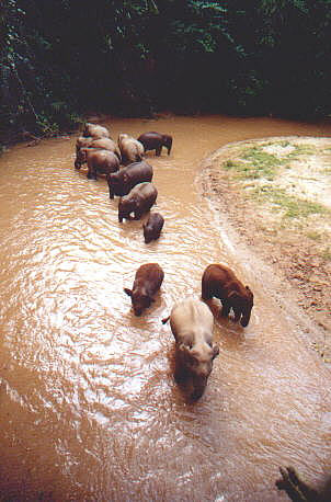Asian elephant, how to protect them? - Now asian elephants especially those living in or near china are engangering themselvs in the following aspects:
1. More severe elephant-human confrontations
Asian elephants' habitats are decreasing, they know where are the farmers' plantation and when will the crops be mature. So more severe confrotation, and each year there are some ppl killed by elephants.
2. To protect themselves, male elephants are growing shorter teeth or no teeth at all!
Thats a very strange evolution!
Asian elephant, how to protect them? - Now asian elephants especially those living in or near china are engangering themselvs in the following aspects:
1. More severe elephant-human confrontations
Asian elephants' habitats are decreasing, they know where are the farmers' plantation and when will the crops be mature. So more severe confrotation, and each year there are some ppl killed by elephants.
2. To protect themselves, male elephants are growing shorter teeth or no teeth at all!
Thats a very strange evolution!