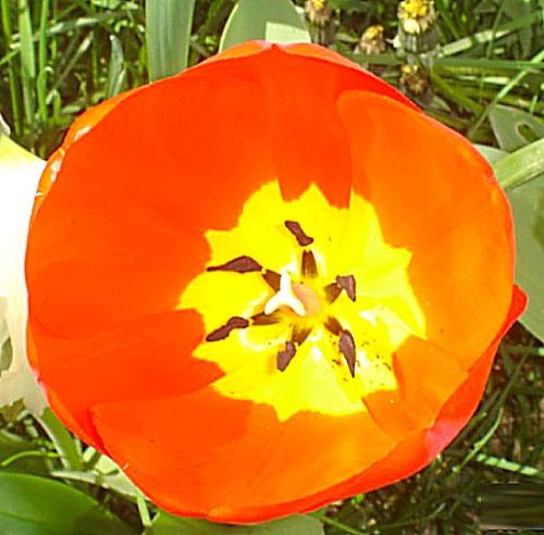 tulip - red and yellow tulip 