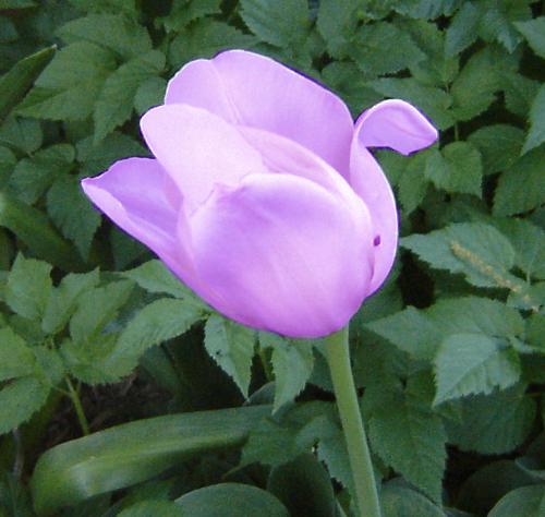 flower - from my garden