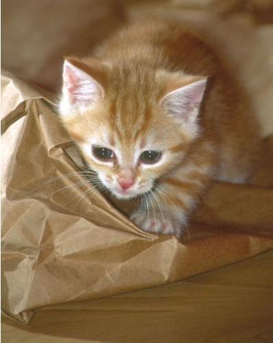 Kitten - Cats are beautiful animals and if it is a kitten it is adorable