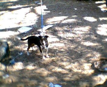 jack my dog - this is jack, he is jack russell cross sausage dog. he very fit and very spoilt loves coming inside and going everywhere with us. very protective of us and our house, he is my baby boy.