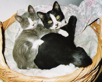 Kitty KITTY!!!!! - Kitties :) I really love kitties.. they are funny and and and they hiss at people and scratch them to death :)