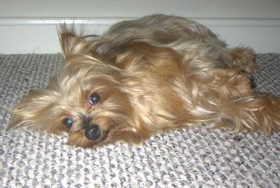 My Tyger-Yorkie - He's laying there after a good bathe gazing at the camera...lol He's so funny