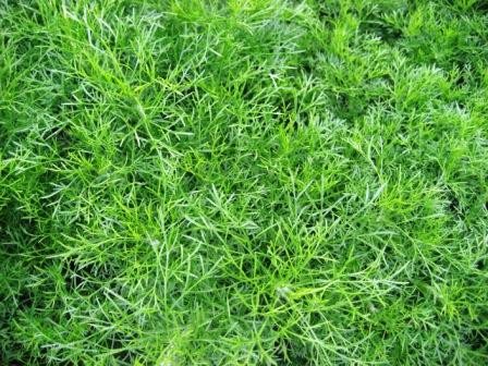 Ferns. - Ferns like a carpet of grass landscaping the park of a hotel.