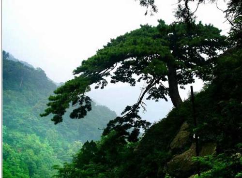 travel - the pine of welcom the guest on mountain tai