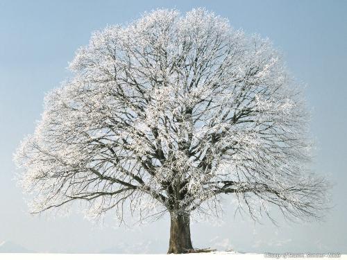 Snow - A tree in winter with snow on him.