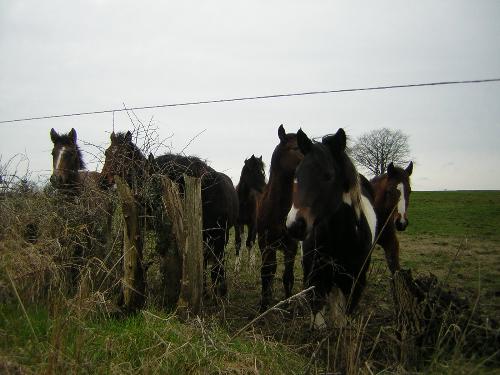 Some friendly locals ha - Only joking, these darlings are just down the road from us and where high up on the hill till they saw us and they all came trotting down to say hello. Each year the foals are born in the field opposite our house and we got to see one being born last year, a real honour.