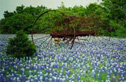austin bluebonnets - spring time in austin texas means bluebonnets everywhere! if you get a chance, take a trip on the 290 state highway and you'll be amazed at the carpet of blue flowers!