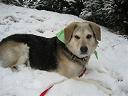 husky -  7 year old samoyed/labrador mix just a big puppy