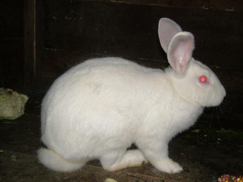 my rabbit - is a little rabbit from my house.is alone and him need a women.