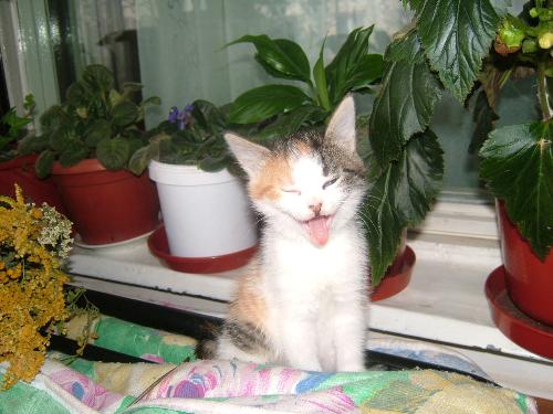 i need sleap - litle cat.son of cocuta