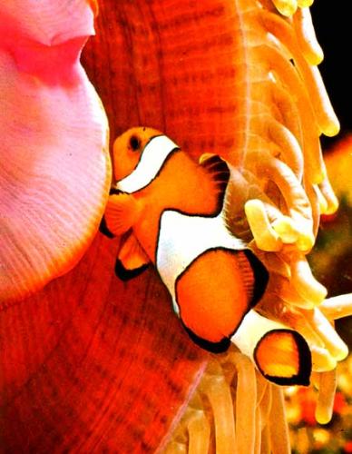 clown fish - one of my favorite fish...hope you like it too!