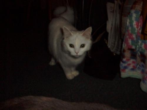 Sassy - white cat Sassy - white cat