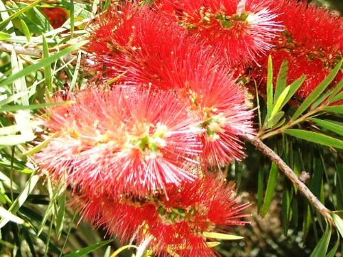 Flowers of Tenerife  - One of the many colourful plants found out in Tenerife