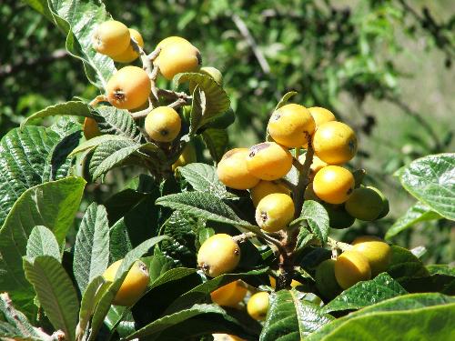 Fruit growing - There was several bushes baring fruit growing near to our hotel, These where Apricots growing.