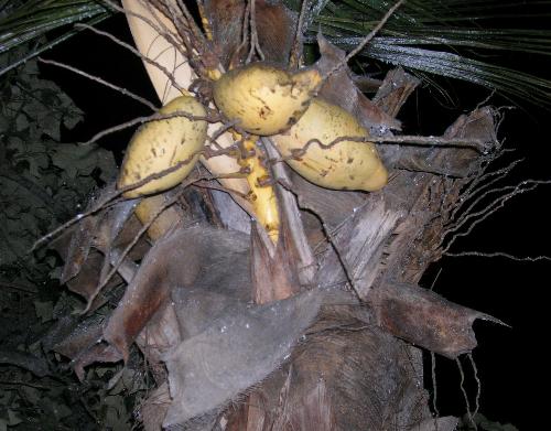 Young Coconuts - Young coconuts growing in the grounds of our hotel.