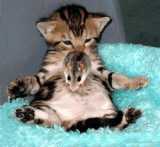 For CUTE!! - I thought that this was just really cute and it cheers me up everytime I see it.