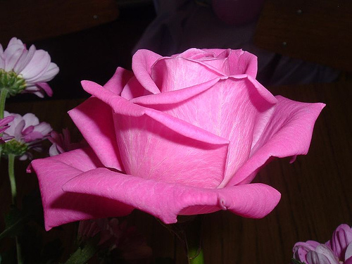 Fragine Beauty - Roses...such a sweet smelling fragile beauty
