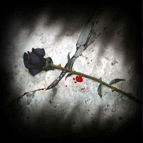 Black Rose - long stemmed black rose