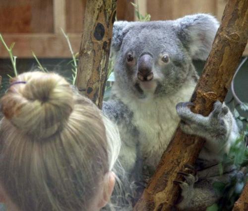 cute animal - this animal is only found in certain countries