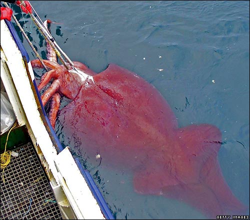 giant squid - giant squid - weigh about 450kg (990lb) and is about 10metes long (33ft)!! incredible!