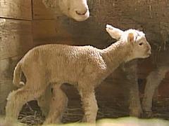 Five legged Lamb - Five legged lamb born last week.