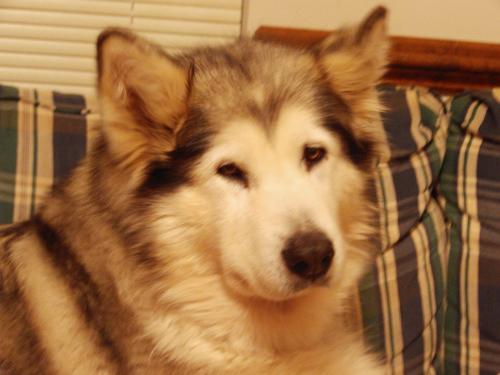 Sable - this is sable, my alaskan malamute. she will be 9 years old on March 27, '07. I love her to bits! she is the mal that got me so hooked on the breed that I know raise, breed and recently started a rescue for Alaskan Malamutes in my state!
