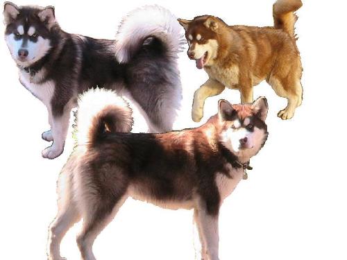 Tumpka - This is my male alaskan malamute Tumpka! his dad is in the top right corner... they look more and more alike each day. Tumpka is 6.5 months old. my camera takes dark pictures, but his coat color is really the same as his dads.  he has the greatest temperment in a dog i have ever known!