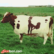 cow - this cow can be cooked in different ways.
