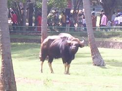 Indian Bison at Mysore Zoo - Photographed at Mysore Zoo