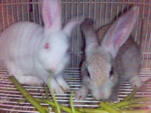 Rabbits - My pets - salt and pepper