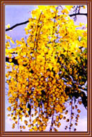 My National Flower - This is the National Flower of Kerala9 Famous as : 'God's Own Country) a state in INDIA .