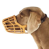 muzzle - muzzle for dog photo