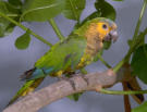 Talk too much - birds from the amazones