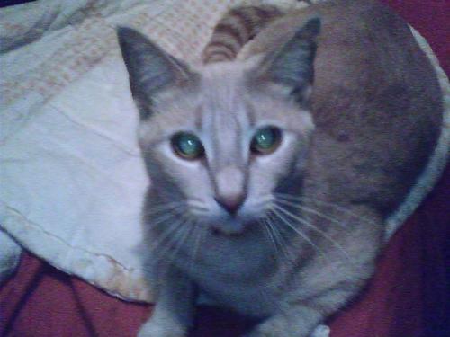 Bug - This is my beautiful kitty!