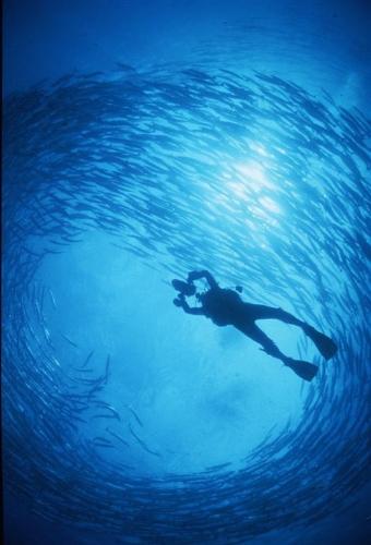 Diver and Fish - Malaysian View