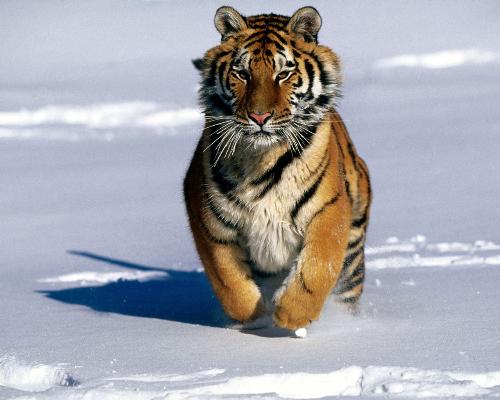 Snow Tiger - Snow tiger running in snow.