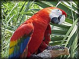Parrots - Speaking Parrots