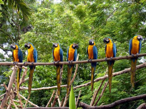 birds - that chittering birds look quite amazing