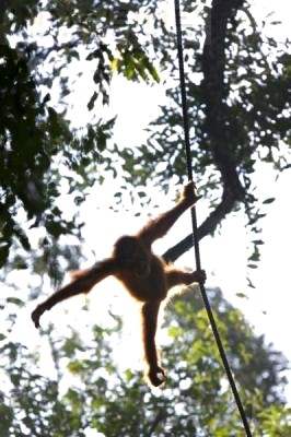Malaysian Orang Utan - Malaysian Animal at Sabah